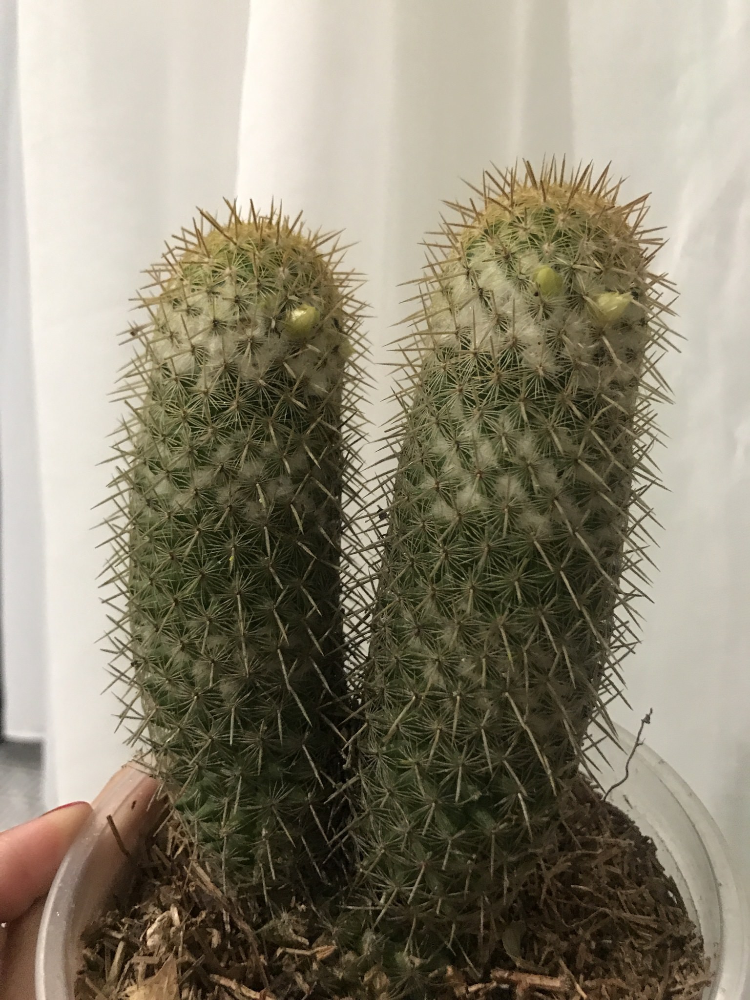 Mammillaria eriacantha 